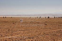 Image du Maroc Professionnelle de  Des ouvriers s'activent à la mise en place d’un système moderne d'arrosage qui laisse passer l’eau petit à petit, dit "goutte à goutte" dans une nouvelle ferme où l’on procède à la plantation d'orangers à Chichaoua, Mardi 27 Février 2007. (Photo / Abdeljalil Bounhar) 